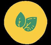 Plant - Protein